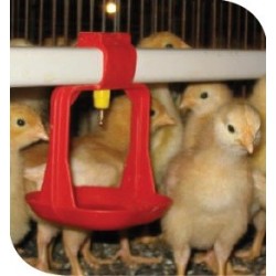 Kurczaki w zdezynfekowanym kurniku za pomocą preparatu Booster 22,6 kg