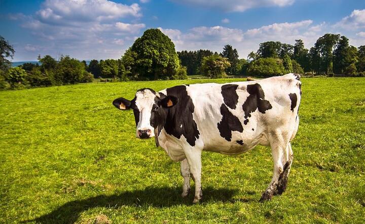 Witaminy dla krów – w jaki sposób pokryć ich dzienne zapotrzebowanie?